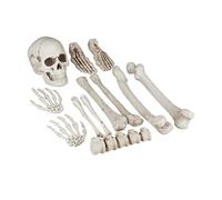 Relaxdays Os décoratifs pour Halloween, en Lot de 12, soirées à thème, intérieur/extérieur, Squelette, déco Horreur, XXL