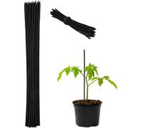relaxdays Tiges noires pour plantes 30 cm, lot de 50