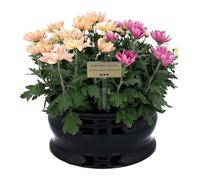 Remember Forever Pot de fleurs commémoratif lourd - Bol de cimetière résistant aux intempéries avec option de gravure personnalisée (plaque oui)