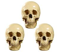 Remingtape 3X Modèle 1 : 1 Résine Crâne Humain Décoration anatomique d'enseignement Jaune