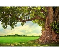 Renaiss 2.5x1.8m Spring Park Meadow Photographie Fond Printemps Vieil Arbre Toile de Fond Enfants Adulte Pique-Nique en Plein Air Nature Paysage Portrait Tir Séance photomaton Accessoires de Studio