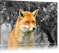 renard fier dans les branches noir / blanc sur toile, énorme XXL photos complètement encadrée avec civière, impression d'art sur ??la photo murale avec cadre, moins cher que la peinture ou une peinture à l'huile, pas une affiche ou une bannière