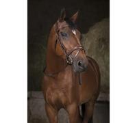 Rênes sangle Norton Pro Marron Poney