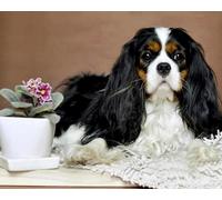 Renqidian 5D Diamant Peinture Par Numéro Kit Cavalier King Charles Spaniel Diamond Art Crystal Parfait Pour la Décoration Murale D'un Adulte Ou D'un Enfant 40x50 cm