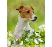 Renqidian 5D Diamant Peinture Par Numéro Kit Jack Russel Terrier Diamond Art Crystal Parfait Pour la Décoration Murale D'un Adulte Ou D'un Enfant 40x50 cm