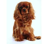 Renqidian Adulte Broderie Kit Point de Croix Cavalier King Charles Spaniel 11CT Kit Point de Croix Pré Imprimé Enfant Débutant Avec Fils Set Facile-40x50 cm