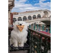 Renqidian Adulte Broderie Kit Point de Croix Paysage urbain 11CT Kit Point de Croix Pré Imprimé Enfant Débutant Avec Fils Set Facile-40x50 cm