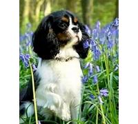 Renqidian Kit Broderie De Point De Croix Estampillé Cavalier King Charles Spaniel DIY Kit De Couture à la Main Pour Adultes 11CT Debutant Canevas Imprimé 40x50 cm