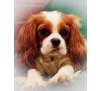 Renqidian Kit Broderie De Point De Croix Estampillé Cavalier King Charles Spaniel DIY Kit De Couture à la Main Pour Adultes 11CT Debutant Canevas Imprimé 40x50 cm
