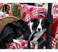 Renqidian Kit de Peinture Diamant Painting Adultes 5D border collie Rond Diamond Painting Kit Complet, DIY Art Mosaique Maison Décoration 40x50 cm