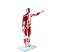 Réplique 1/2 du modèle de muscle et de squelette humain, modèle d'anatomie demi-taille réelle en 27 parties