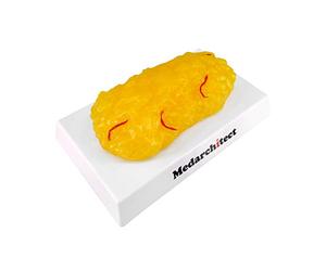 Réplique Authentique de Graisse corporelle Humaine avec veines Rouges - 1 LB, Motivation et Rappel pour Garder la Forme et Perdre du Poids, modèle de démonstration de Tissus adipeux Humains