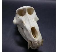 Réplique de crâne d'animal artificiel en résine avec mâchoire amovible | Modèle de crâne de babouin, modèle d'enseignement anatomique de zoologie for l'éducation scolaire, l'affichage et l'étude