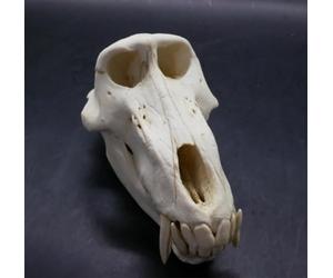 Réplique de crâne d'animal artificiel en résine avec mâchoire amovible | Modèle de crâne de babouin, modèle d'enseignement anatomique de zoologie for l'éducation scolaire, l'affichage et l'étude