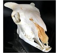 Réplique De Crâne De Mouton Véritable - Modèle De Crâne D'Animal Simulé - 1: 1 Modèle De Tête De Crâne De Mouton Grandeur Nature Art Os Vétérinaire Médecine Étude Vétérinaire Modèle D'Enseignement