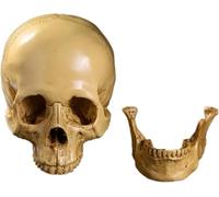 Réplique De Crâne Humain Grandeur Nature, Modèle Réaliste en Résine, Décoration De Fête d'halloween, Modèle Osseux De Tête De Crâne Humain, Squelette Médical, Yellow