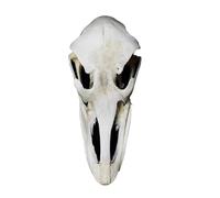 Réplique de spécimen de crâne d'autruche - Modèle spécimen de crâne d'oiseau - Modèle de tête de mort d'oiseau haut simulé - Modèle d'étude scientifique éducatif