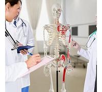 Réplique de squelette anatomique grandeur nature avec crâne amovible, nerfs spinaux et points d'insertion musculaire pour une étude anatomique avancée sur support roulant
