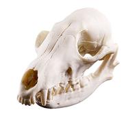 Réplique de tête de mort réaliste en résine pour aquarium 1, blanc, crâne de renard