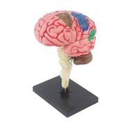 Réplique du cerveau 4D - Modèle d'anatomie humaine - Voici un titre de produit pour une structure d'offre - Aide pédagogique détaillée en salle de classe - Ensemble de formation chirurgicale