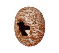 Reptile Hide Decoration, Dinosaur Egg Hide, Textured Realistic Part, Viewing and Burrowing Spot, Gecko Shelter for Garden, Terrarium, Bedroom, Corner, Breeding, Room Setup, Resin, 3.15x4.33 inches