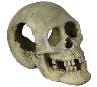 REPTILE PLANET-Décor pour vivarium en résine coloris blanc crâne humain Reptile Planet Sleeping Hollow Skull - 16 x 10 x 12 cm