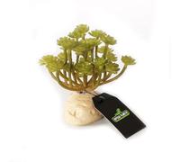 Reptiles-Planet - Plante Artificielle - Green Succulent Aeonium - 11 cm