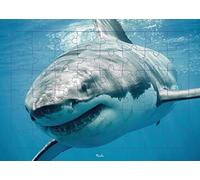 Piccolia Puzzle photo Requin — 48 pièces