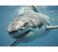 Requin - Puzzle photo - 48 pieces - Collectif - Piccolia - Jeux livres objets