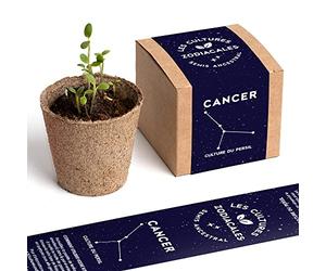RESETEA Cancer Kit de Plantation, Persil