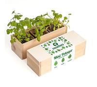 Resetea | Kit de plantation | Mini Potager | Herbes aromatiques | Persil, basilic et coriandre