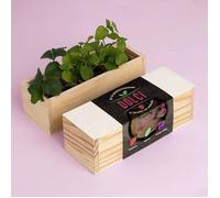Resetea, Kit Di Autocoltivazioni Dolci (Fragola, Menta E Gelso Nero) Legno Naturale