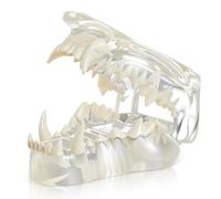 Resholder Modèle de mâchoire canine transparente avec dents de chien - Modèle dentaire - Outil de démonstration d'anatomie - Réplique de dent orale animale - Physiologie - Éducation vétérinaire