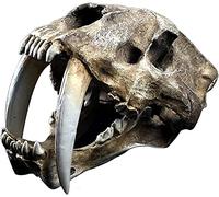 Résine de modèle de Tigre, modèle de crâne Tigre dent Sabre Smilodon tête d'animal tête de Mort réplique à Dents dent sa