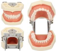 Résine Maxillaire Kyste Modèle Dentaire 28 Dents Modèles d'enseignement de Dents de Dents Modèles d'enseignement Dentaire Soft Gingiva pour pratiquer l'abcès incisionnel