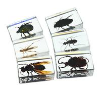 Résine Transparent Spécimen D'insecte 6 Pièces | Résine, Vue Claire Structure Interne, Solide, Styles Variés, Usage Bureau et Presse-papier