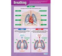 Respiration | Affiches scientifiques | Papier brillant mesurant 850mm x 594mm (A1) | Graphiques Sciences pour la salle de classe | Tableaux éducatifs par Daydream Education