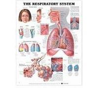 Respiratory System Chart