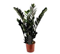 Ressort porte-bonheur (Zamioculcas zamiifolia), variétés : Super Nova, Zamie, Zamia, Farn, Zamia Palme, Plante d'intérieur facile d'entretien im 17cm Topf. ca. 75cm hoch
