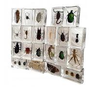 RESTEQ Lot de 12 véritables insectes en résine - Pour les cours de biologie, la décoration et la collection scientifique