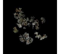 Untitled Spirits – Return