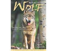 Return Of The Wolf Steve Grooms (Auteur)
