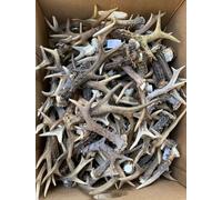 RF-D : Bois de chevreuil naturels, 1 kg, 11-20 pièces, 12-22cm, patère, manche de meuble, manche de couvert, jouet pour chien, décoration en bois de cerf