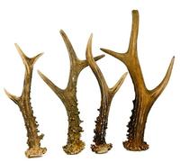 RF - Deer Le Bois Naturel de Chevreuil, La ramure, patère, poignée de Meuble, poignée de Couverts, Jouet pour Chien, décoration en Bois de cerf, l'offre est de 1 kg, 11-20 pièces, 12-23 cm