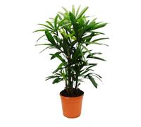 Rhapis Excelsa Palmier en bambou 21 cm Hauteur 80-100 cm