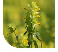 Rhinanthe à grandes fleurs - Rhinanthus angustifolius | ±2.500 graines | lutte contre les graminées rampantes | très attractive pour les insectes pollinisateurs