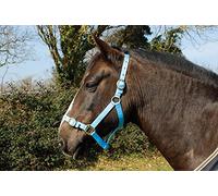 Rhinegold Licol en Nylon Shetland - Bleu Layette