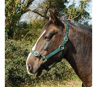 Rhinegold Licol en Nylon Vert