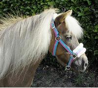 Rhinegold Licol pour Poney avec Bordure rayée Turquoise