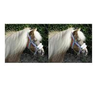 Rhinegold Licol pour Poney avec Bordure rayée Turquoise (Lot de 2)